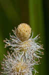 American bur-reed